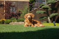 /album/fotogalerie/zahradka-leto-2013-jpg/